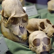 Fritz Müller Ecology Museum