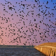 William B. Umstead Bridge