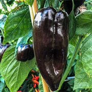 Mulato Pepper