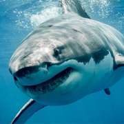 Great White Shark