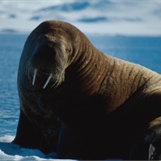 Walrus