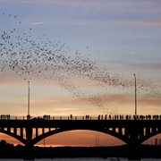 Congress Avenue Bridge, Austin, Texas
