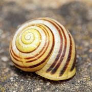 Snail Shell