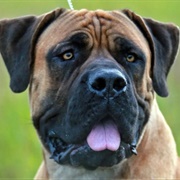 Boerboel