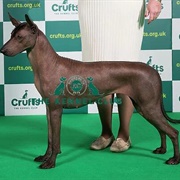 Xoloitzcuintle (Mex Hairless) Min