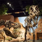 Museum of Ancient Life