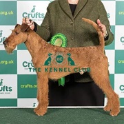 Irish Terrier