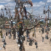 Desert Bottle Tree