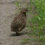 Quail