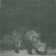 Ildjarn - Minnesjord