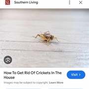 Housecricket🦗