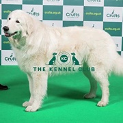 Maremma Sheepdog