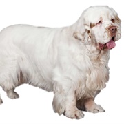 Clumber Spaniel