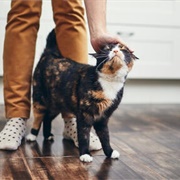 Twitch Tip of Tail or Wraps Tail Around You