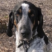 Bluetick Coonhound