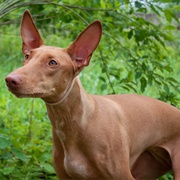 Pharaoh Hound