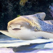 Zebra Shark