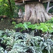 Yonder Mountain Nursery & Gardens