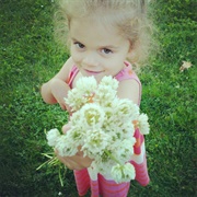 Pick Clover Blossoms