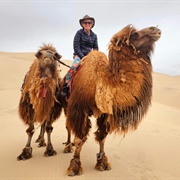 Camel Ride in Gobi Desert
