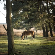 The New Forest, England, UK