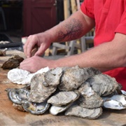 Oysters
