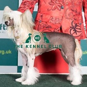 Chinese Crested