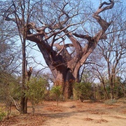 The Leper Tree, Malawi