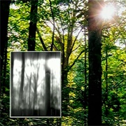 Buice - One Day You'll See the Sun