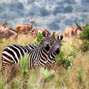 Akagera National Park, Rwanda