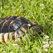 Marginated Tortoise