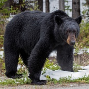 American Black Bear