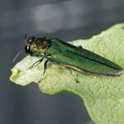Olive Green Borer