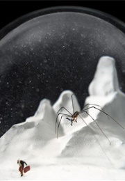 The Deceptive Snow Globe