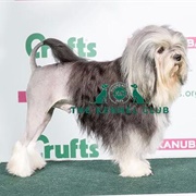 Lowchen (Little Lion Dog)