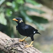 Intermediate Hill Myna