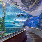 Acquarium of the Bay, San Francisco
