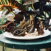 Schmetterlinghaus: The Imperial Butterfly Park