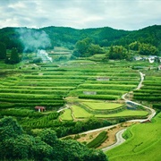 Yame, Fukuoka, Japan