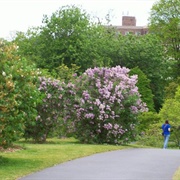 Rochester Lilac Festival