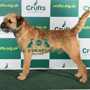 Border Terrier