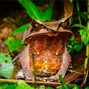 Malayan Horned Frog