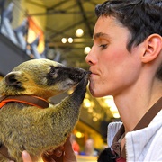 Owning Exotic Animals