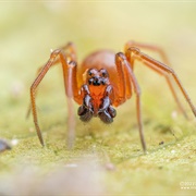 Sheet Weaving Spider
