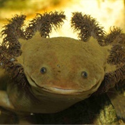 Lake Patzcuaro Salamander