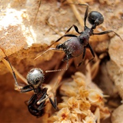 Foraging Ant