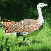 Great Bustard