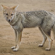 Pampas Fox