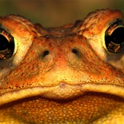 Batrachophobia - The Fear of Amphibians