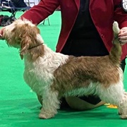 Basset Griffon Vendeen (Petit)
